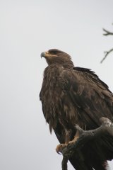 10-Eagle